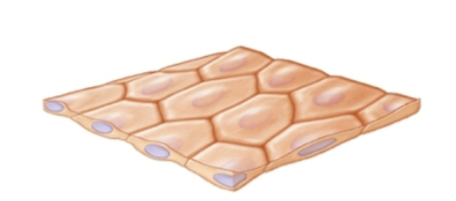<p>single cell layer </p>