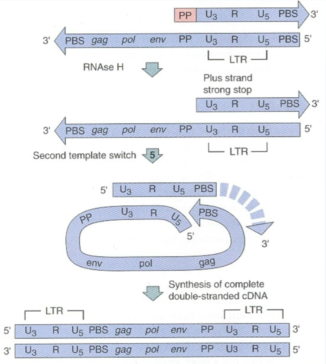 <p>The partly double stranded DNA anneals to its own tail which contains a complementary PBS sequence</p><p>This allows for complete synthesis of the second cDNA strand</p>