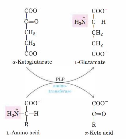 <p><u>Transaminering</u> i levern:</p><p>Aminosyrans 𝛼-aminogruppen avlägsnas med enzymet <strong>transaminas</strong> eller <strong>aminotransferas</strong>. Den överförs till  𝛼-ketoglutarat för att bilda glutamat. Kvar blir en  𝛼-ketosyra. </p><p>Glutamatet blir en aminogrupp-donator i biokemiska vägar.  </p>