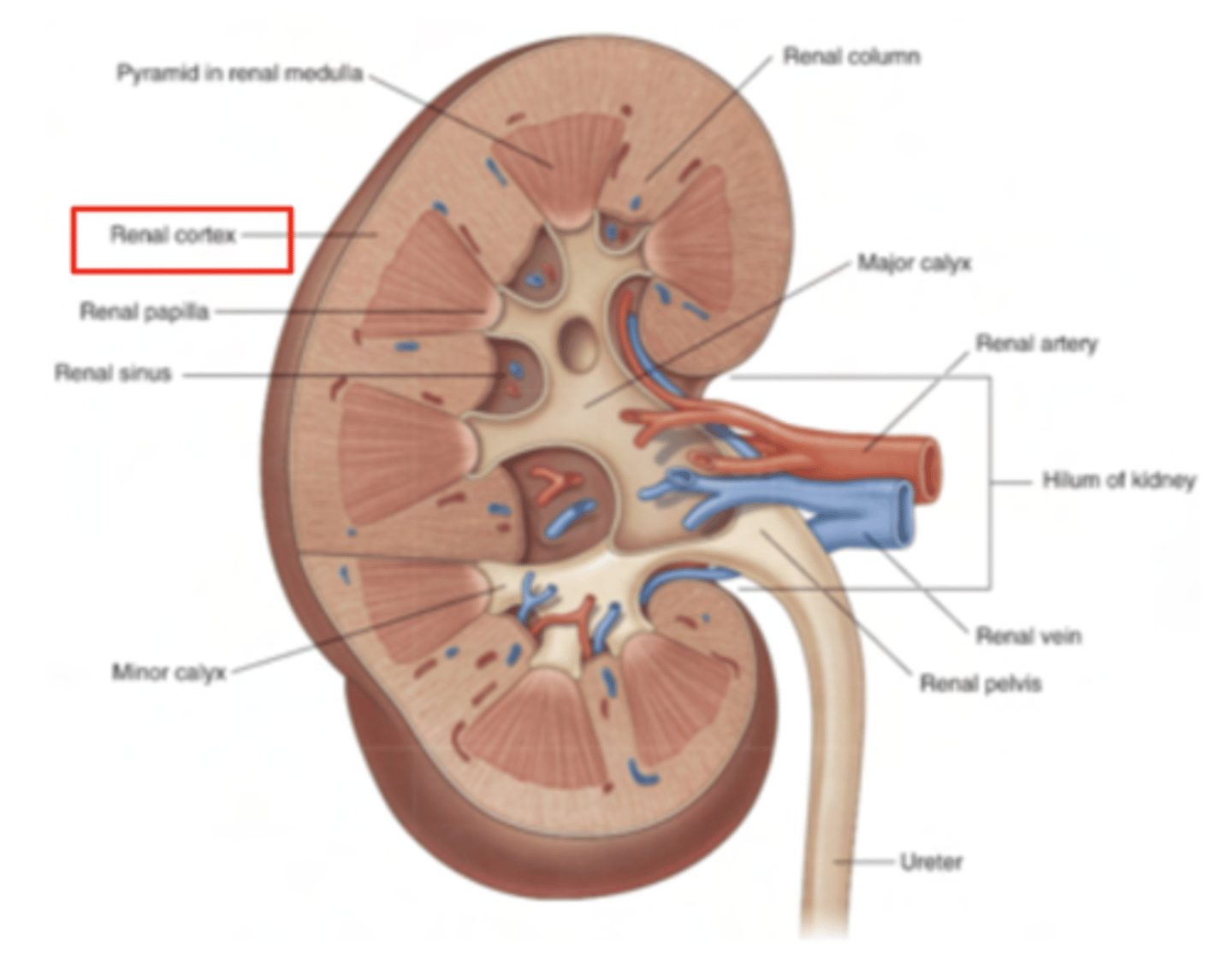 <p>Nephrons: The functional units of the kidney responsible for filtration and urine formation.</p><p>also extended into the medulla (specifically the loop of Henle).</p>