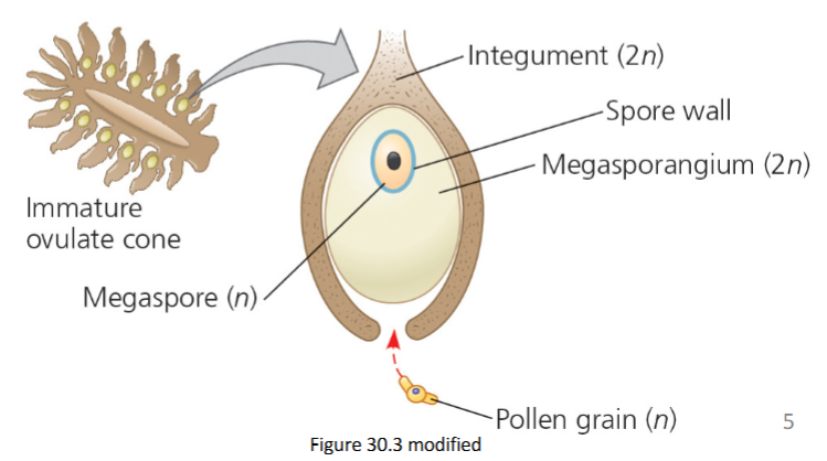 <p><span>integument + megasporangium + megaspore</span></p>