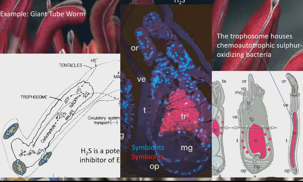 <ul><li><p>Microbial symbiosis</p></li><li><p>Hydrothermal vents</p><ul><li><p>Black smokers, super hot mineral rich water comes out of ocean crust</p></li><li><p>As soon as it hits the cold ocean water above, all the minerals precipitate out</p></li><li><p>most of species that live in hydrothermal vents are endemic (meaning they are found in no other environments except in hydrothermal vents</p></li></ul></li><li><p>Giant tubes are endemic to hydrothermal vents</p></li><li><p>sticking out of tube is red gills. Gills are red because of hemoglobin. They have 2 hemoglobin, one that binds H2S (one of the minerals in hydrothermal vents)</p></li><li><p>In tube worms they have a structure called trophosome that houses chemoautotrophic sulphur-oxidizing bacteria. Bacteria oxidized H2S, to get energy from it, use energy to build sugar to give to tube worms</p></li><li><p>H2S is also an inhibitor to ETC. only way to survive in hydrothermal vents as an aerobic species is to have this bacteria that binds the H2S, to not only send it to trophosome to use it for food, but also to ensure H2S doesn’t get anywhere near mitochondria</p></li><li><p>To trophosome in a baby tube worms, they are born with a gut, that degenerates as it grows older and trophosome grows in. Trophosome are acquired through their skin and body wall</p></li></ul><p></p>