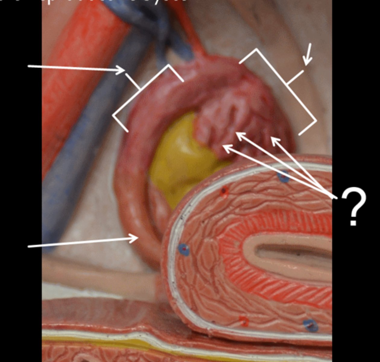 <p>Identify the projections.</p><p>plural form</p>
