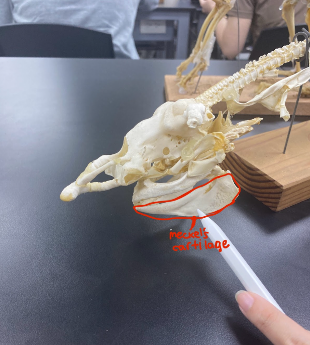 <p>Meckel’s cartilage&nbsp;</p>