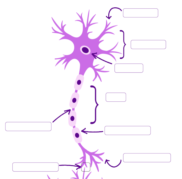 <p>Label the neuron: </p>