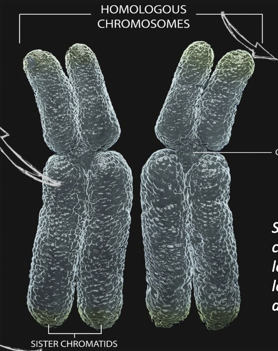 <p>a pair of chromosomes that carry the same information. (can be some variety in info)</p>