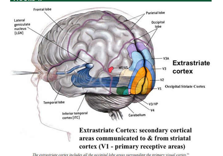 <p>Extrastriate Cortex</p>