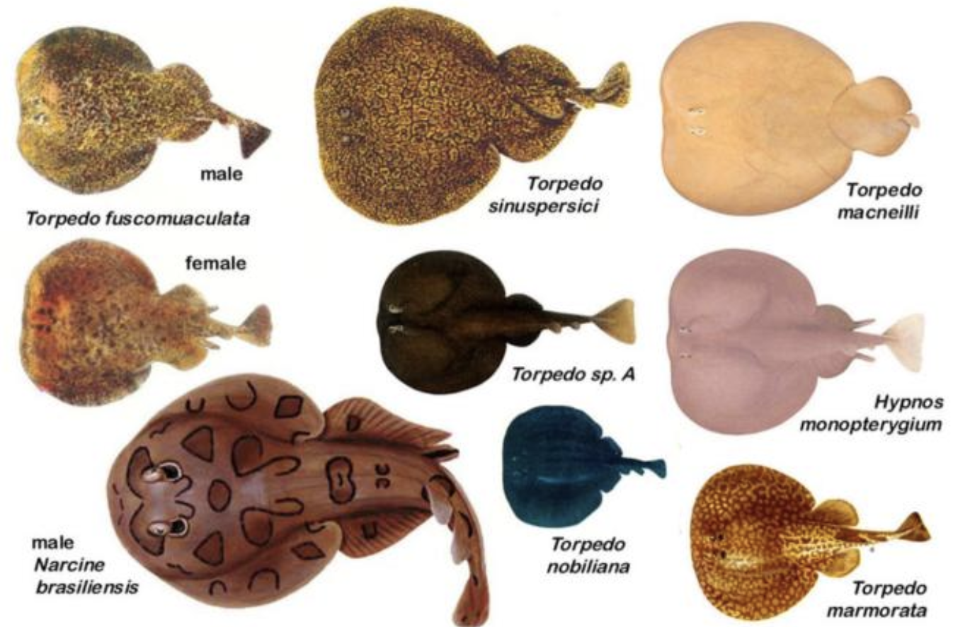 <p>electric rays</p><p>Key Traits:&nbsp;</p><ul><li><p>65 species</p></li><li><p>continental shelves and slopes, strong electric organs, no scales, 1-2 dorsal fins, well developed caudal fin, eat mostly fish (electrocute prey) ovoviviparous</p></li></ul><p></p>