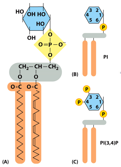 a type of lipid with two fatty acid groups and a **6C ring as a head group**.

\
The 6C head group can be **phosphorylated** at every combination of positions 3, 4, and 5.

\
Two most important:

* **PIP2**: PI(4,5)P2
* **PIP3**: PI(3,4,5)P3

\
**PI3 kinase**: converts PIP2 to PIP3

**PTEN**: converts PIP3 to PIP2