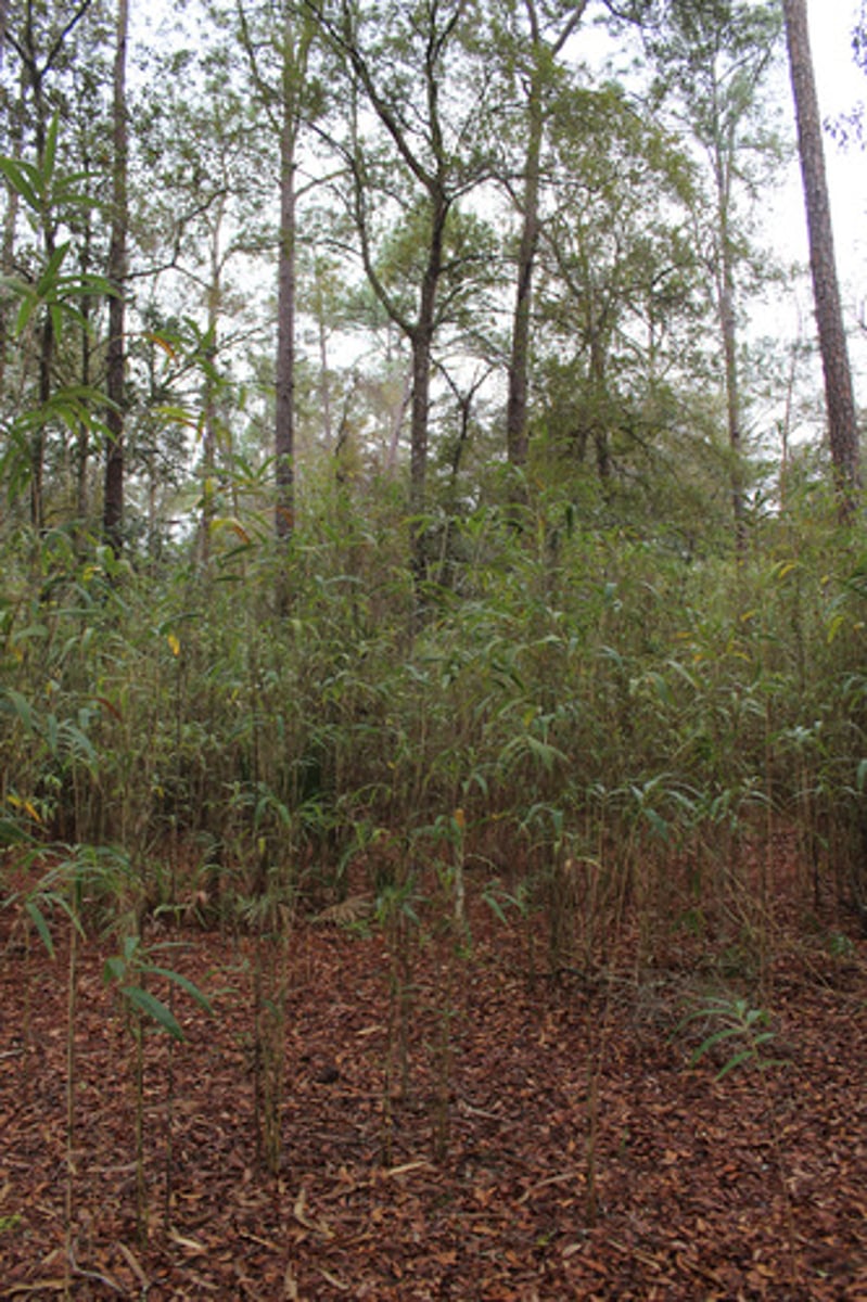 <p>what is the name of the plant pictured here?</p>