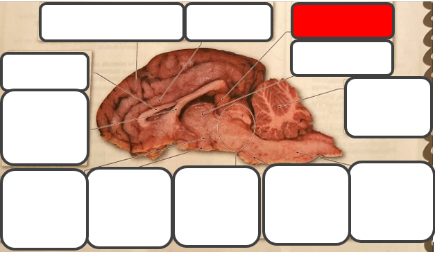 <p>Label </p>