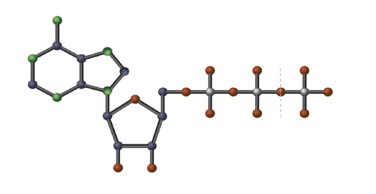 <p>Label ATP structure</p>