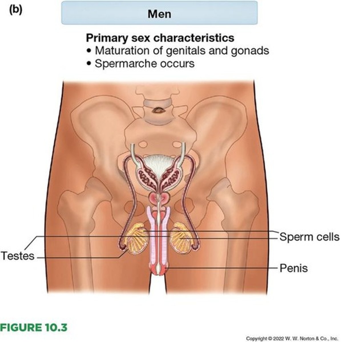 <p>Physical development during puberty that results in sexually mature reproductive organs and genitals.</p>