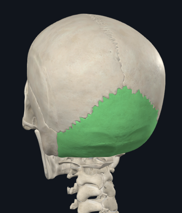 <p>What bone is this</p>