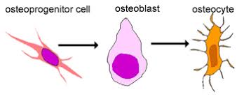 <p>These are <strong>stem cells</strong> <strong>that can turn into osteoblasts.</strong> They help in bone growth and repair.</p>