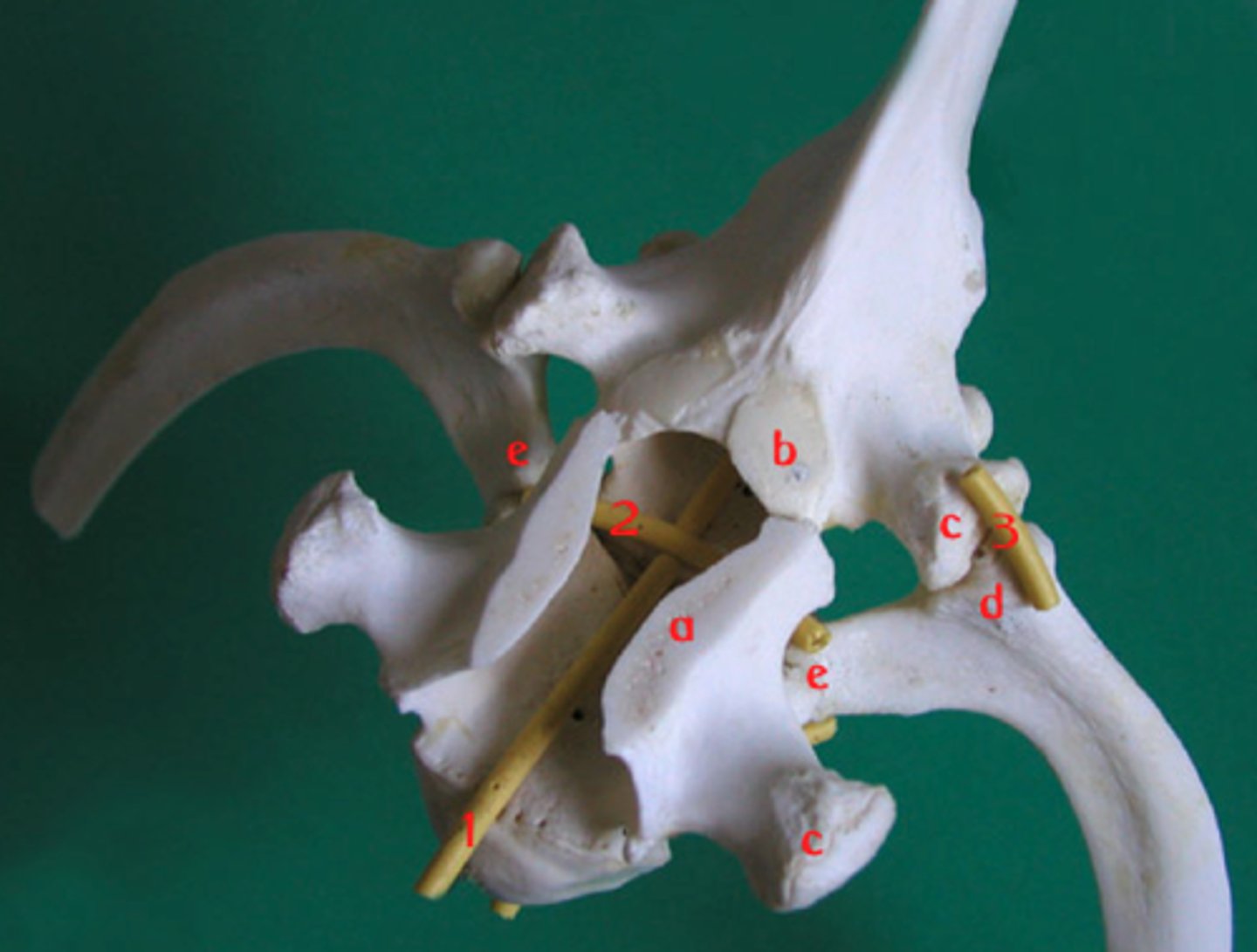 <p>attaches the non-articular part of rib heads to each other in a pair</p><p>passes through intervertebral foramen &amp; floor of vertebral canal</p><p>runs below dorsal longitudinal ligament &amp; spinal cord</p>