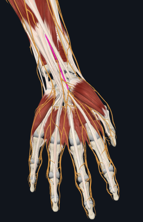 <p>What nerve is this</p>
