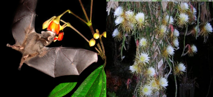 very large flowers
white or lightly colored flowers
bell-shaped or dangling flowers
nocturnal
very large amounts of nectar
highly scented
