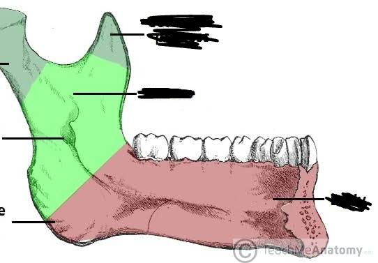 <p>bony marking?</p>