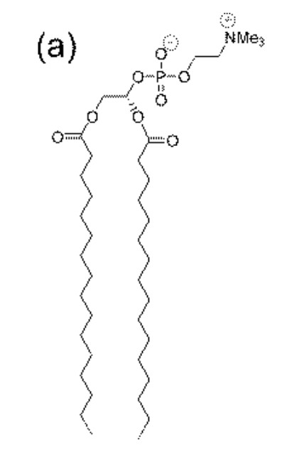 <p>What is DPPC?</p>