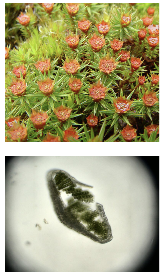 <p>curled margins, lamellae</p>