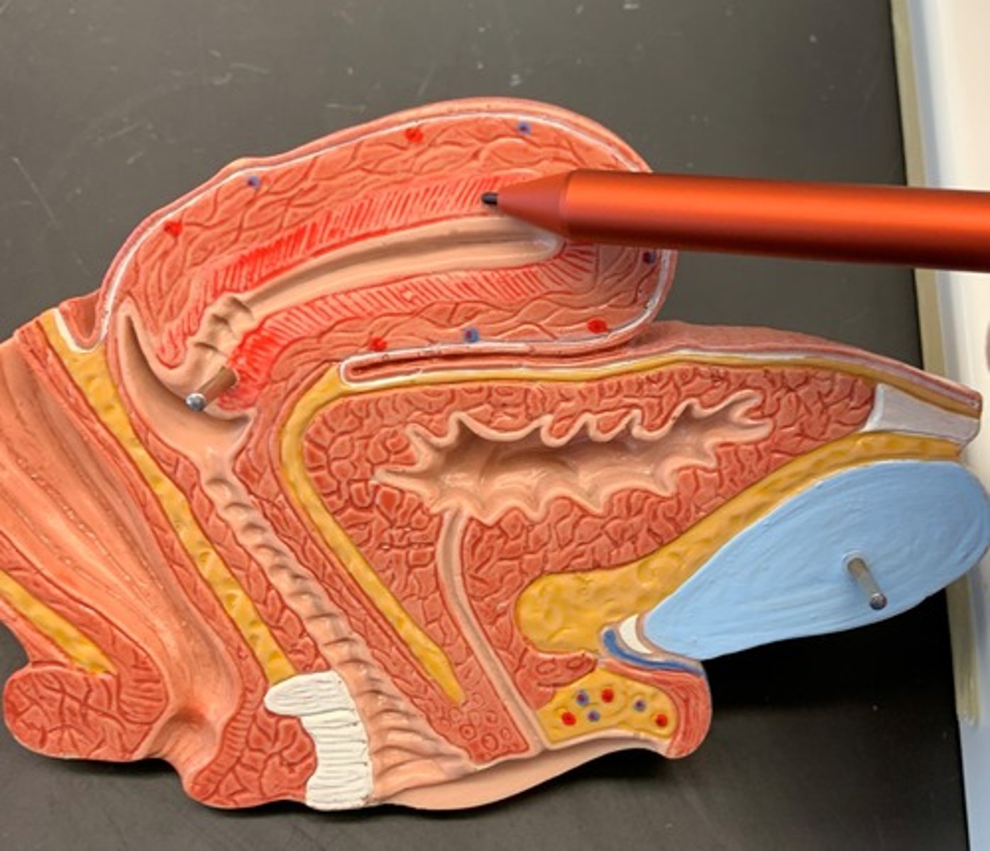 <p>inner, mucous membrane lining of the uterus</p>