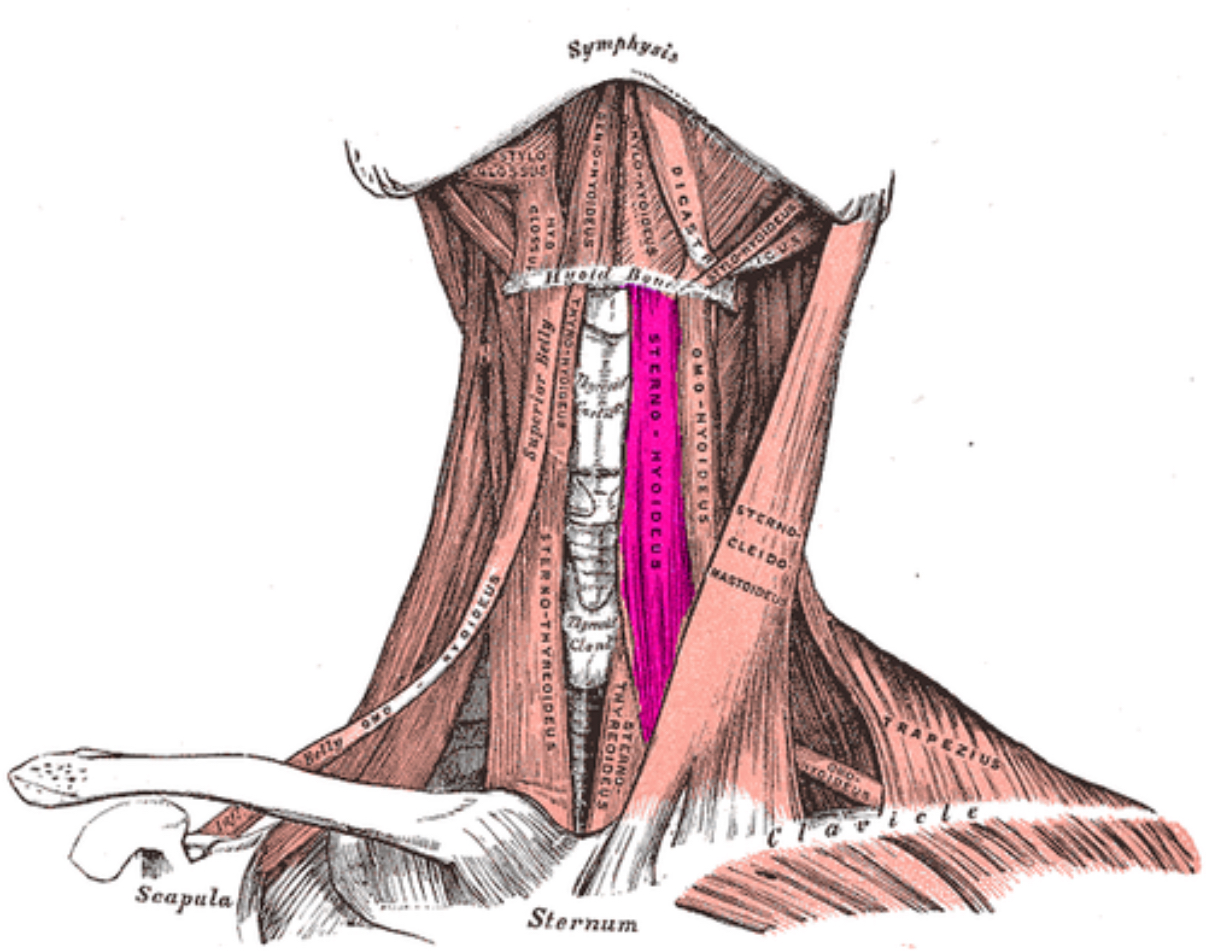 <p>what muscle is this?</p>