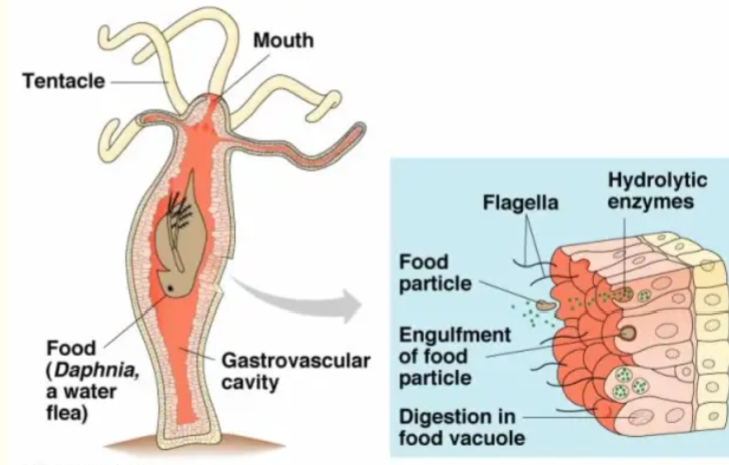 <ul><li><p><span>Blind guts, one opening that works as a mouth and an anus</span></p></li></ul><p></p>