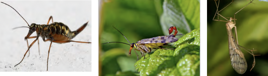 <p>Scorpionflies</p><ul><li><p>holometabolous</p></li><li><p>Morpho</p><ul><li><p>elongated head below eyes</p></li><li><p>scorpion butt stinger for reproduction</p></li><li><p>sucking mouthpart</p></li></ul></li><li><p>pinned</p></li></ul><p></p>