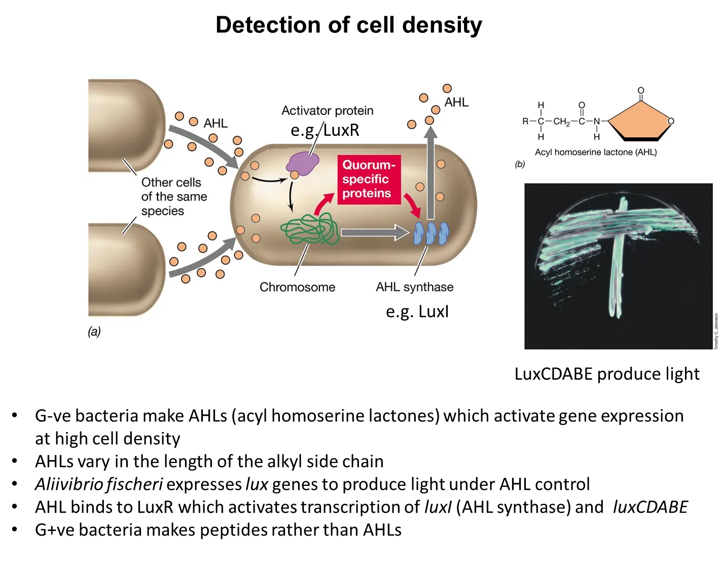 <ul><li><p><strong>bacteria produce signalling molecules, which build up when the cell density is high</strong></p></li><li><p>they change their behaviour based on these concentrations, by <strong>changing gene expression</strong></p></li><li><p>eg. pathogens don’t produce toxins with low cell density because they won’t make enough difference, but then switch on toxin production in high cell density</p></li><li><p><strong>G-ve </strong>bacteria use acyl homoserine lactones (<strong>AHLs</strong>) whereas <strong>G+ve </strong>bacteria use <strong>peptides</strong></p></li></ul><p></p>