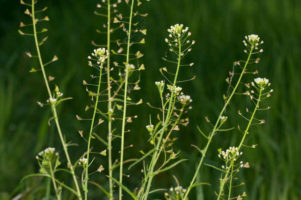 <p>Kokoška pastuší tobolka </p>
