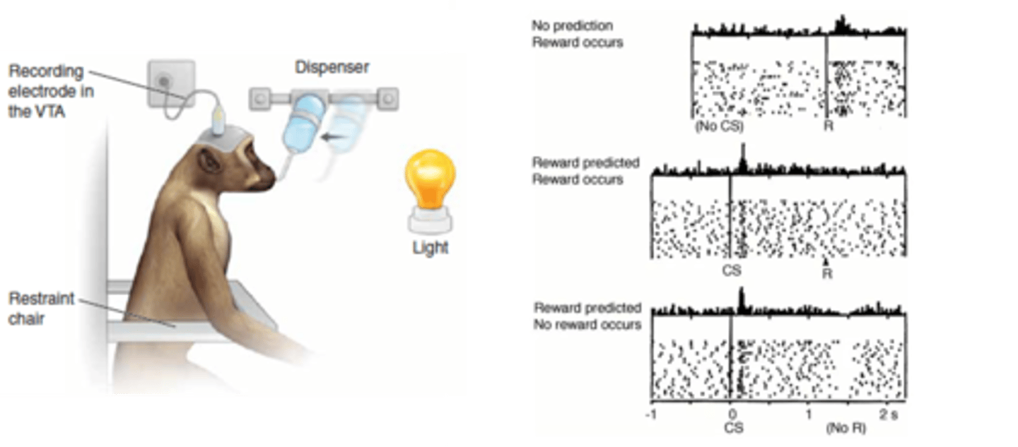 <p>What encodes reward prediction error i.e. surprise?</p>