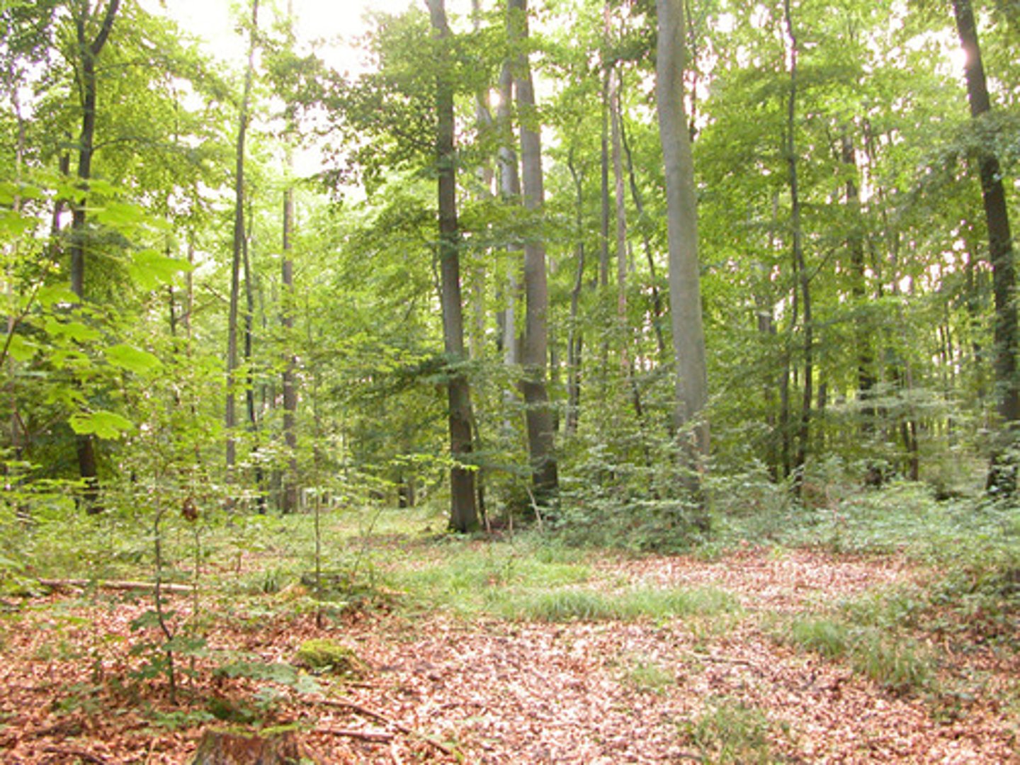 <p>temperate deciduous forest</p>