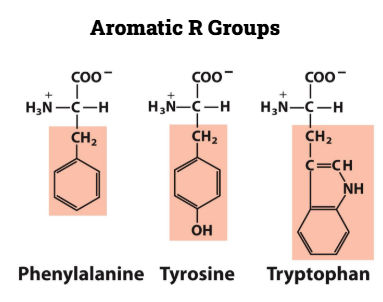 <p>Phenylalanine</p><p>Tyrosine</p><p>Tryptophan</p>