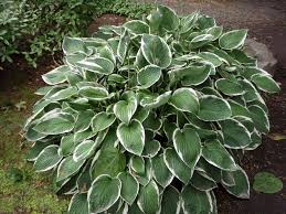 <p><span>Hosta x hybrida cv. / Plantain Lily</span></p>