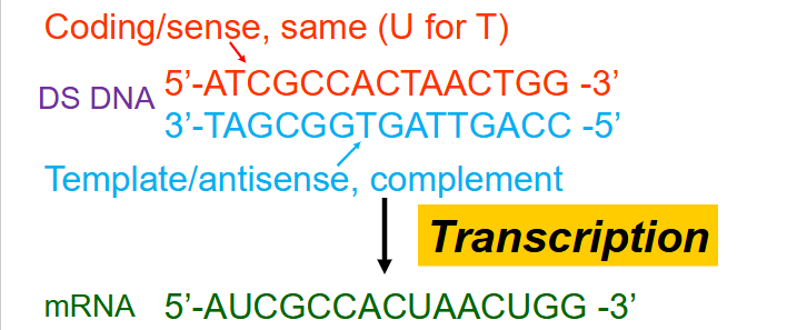<p>- Coding/sense = same (U for T)</p><p>- template/antisense, complement</p><p>- by convention, always state sequence of DNA and RNA 5' to 3'. AND Always refer to the coding strand (since it has the same sequence and direction as the mRNA)</p>