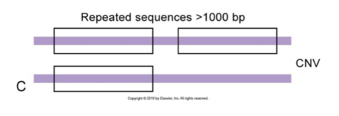 <p>Difference among individual organisms in the number of copies of any large DNA sequence (larger than 1000 bp).</p><p>1. Større områder af vores arvemasse (&gt; 1000 bp), som vi kan have flere eller færre af (forskelligt blandt individer)</p><p>2. Områderne kan være fra 50 basepar til kromosomstørrelseslængder</p>