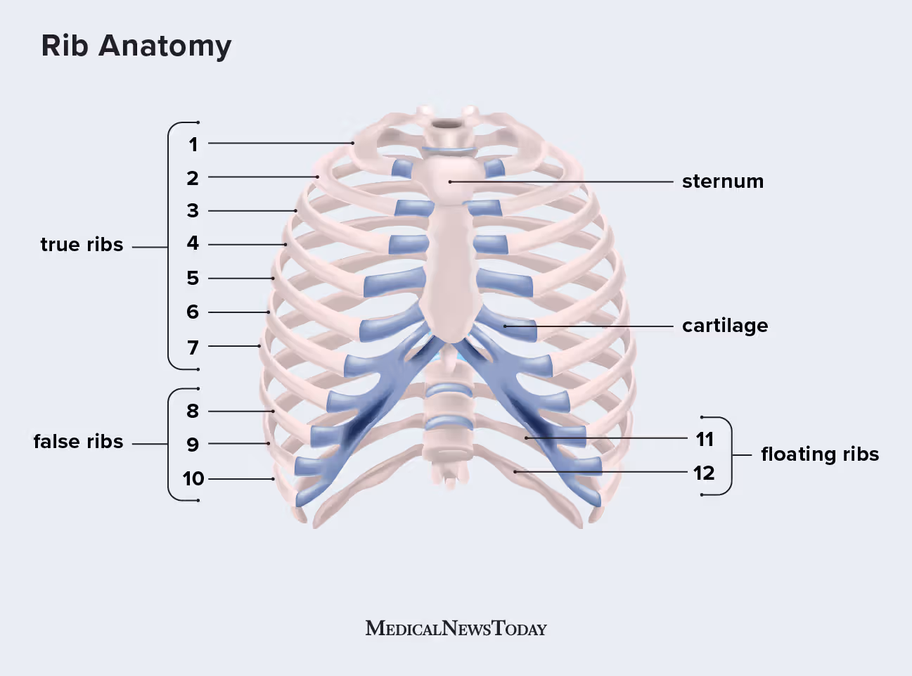 <ul><li><p>pair of ribs that connects DIRECTLY to STERNUM&nbsp;</p></li><li><p>seven pairs of ribs on each side of body</p></li></ul><p></p>
