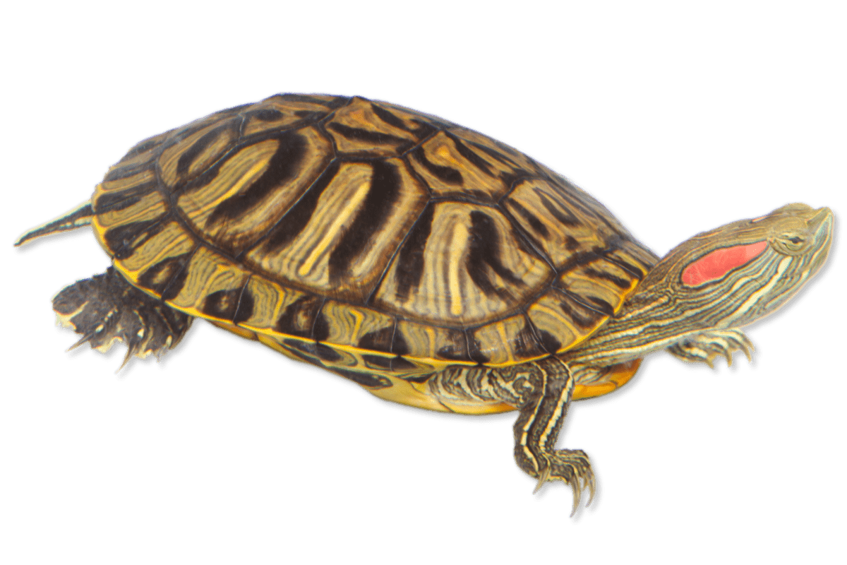 Pond Slider