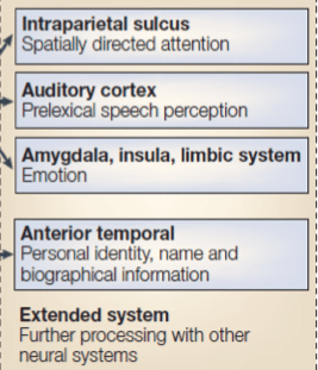 <p>FURTHER PROC W/ OTHER NEURAL SYSTEMS</p><p>intraparietal sulcus</p><p>auditory cortex</p><p>amygdala, insula, limbic system</p><p>anterior temporal</p>