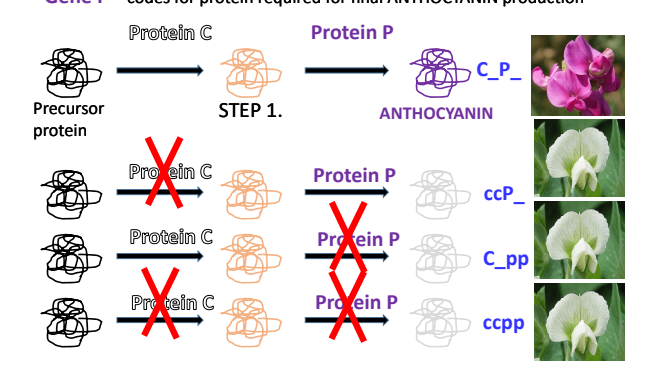 <p>Say you have a protein to begin with known as a precursor proteins. The first gene makes an intermediate protein and the second gene makes a product protein from the intermediate protein. Both the intermediate protein and final protein are needed for expression of the dominant phenotype, therefore if either the intermediate protein or final protein do not function, the dominant phenotype is not expressed. </p>