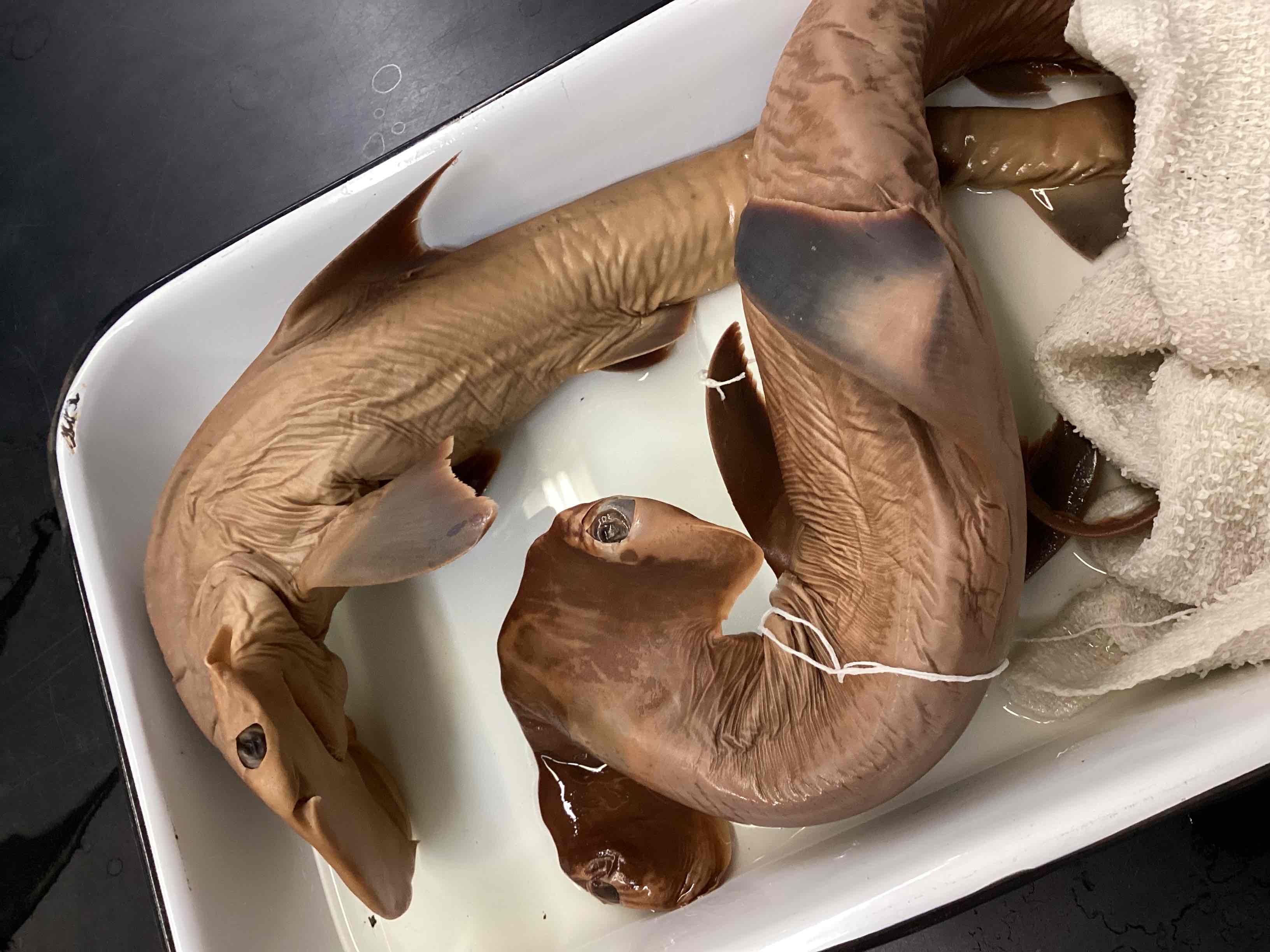 <p>Hammerhead sharks</p>