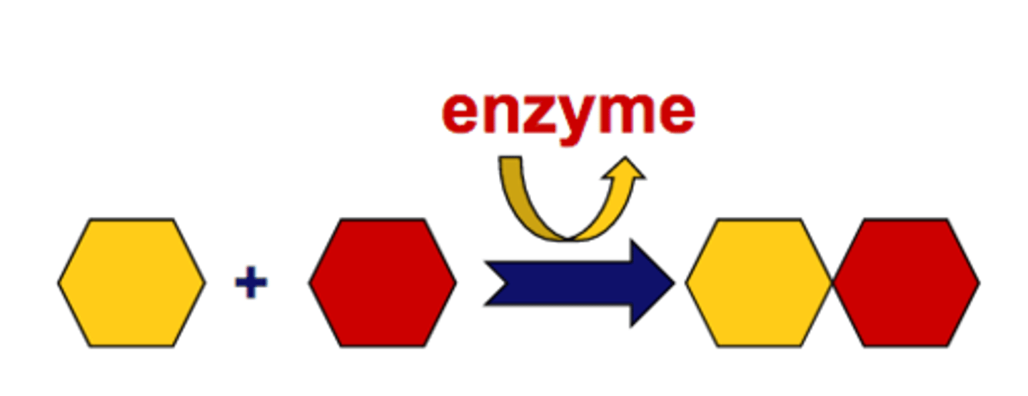 <p>A reaction in which two or more substances combine to form a new compound</p>