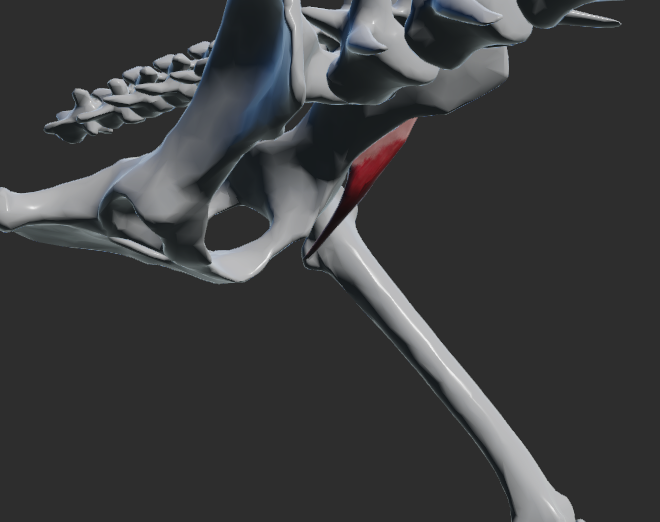 <p>odstup: corpus ossis ilii, ala ossis ilii</p><p>úpon: trochanter minor femoris</p><p>fce : dorsální flexe páteře a flexe v articulatio coxae</p>