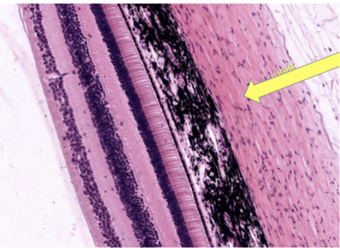 <p>Identify the general structure or layer</p>