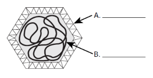 Virus Diagram: What is A and B?
