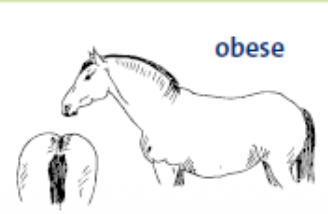 <p>features of a horse with a body condition score of 5</p>