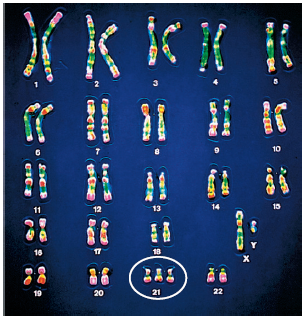 Karyotype analysis.