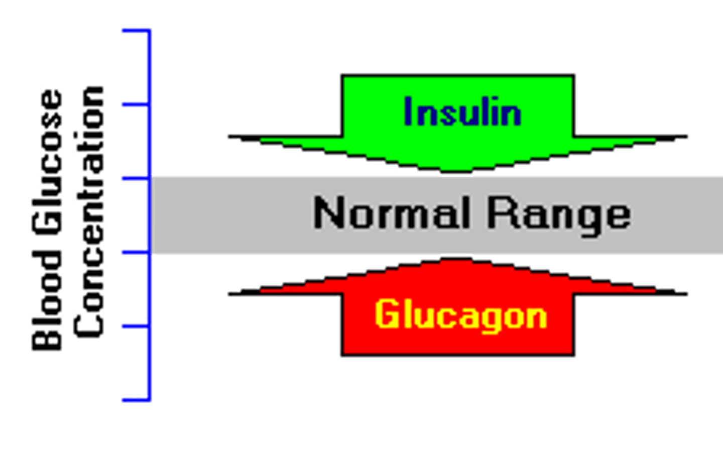 <p>A hormone that raises blood sugar levels.</p>