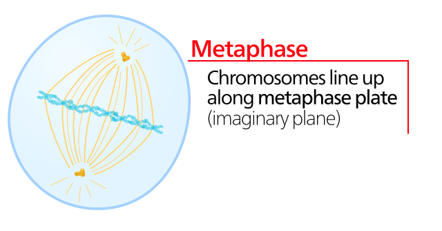 <p> 2nd phase Chromosomes align at the metaphase plate.</p>